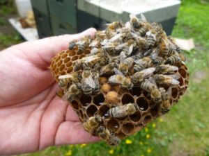 "...besonders der Schutz der Wildbienen ist unverzichtbar...; bild bbu