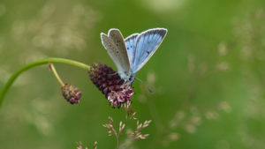  "Ausschau nach Schmetterlingen in Ihrer Umgebung  halten und diese bis zum 15. Juli an die DUH  melden.... Bild Steffen Steenken